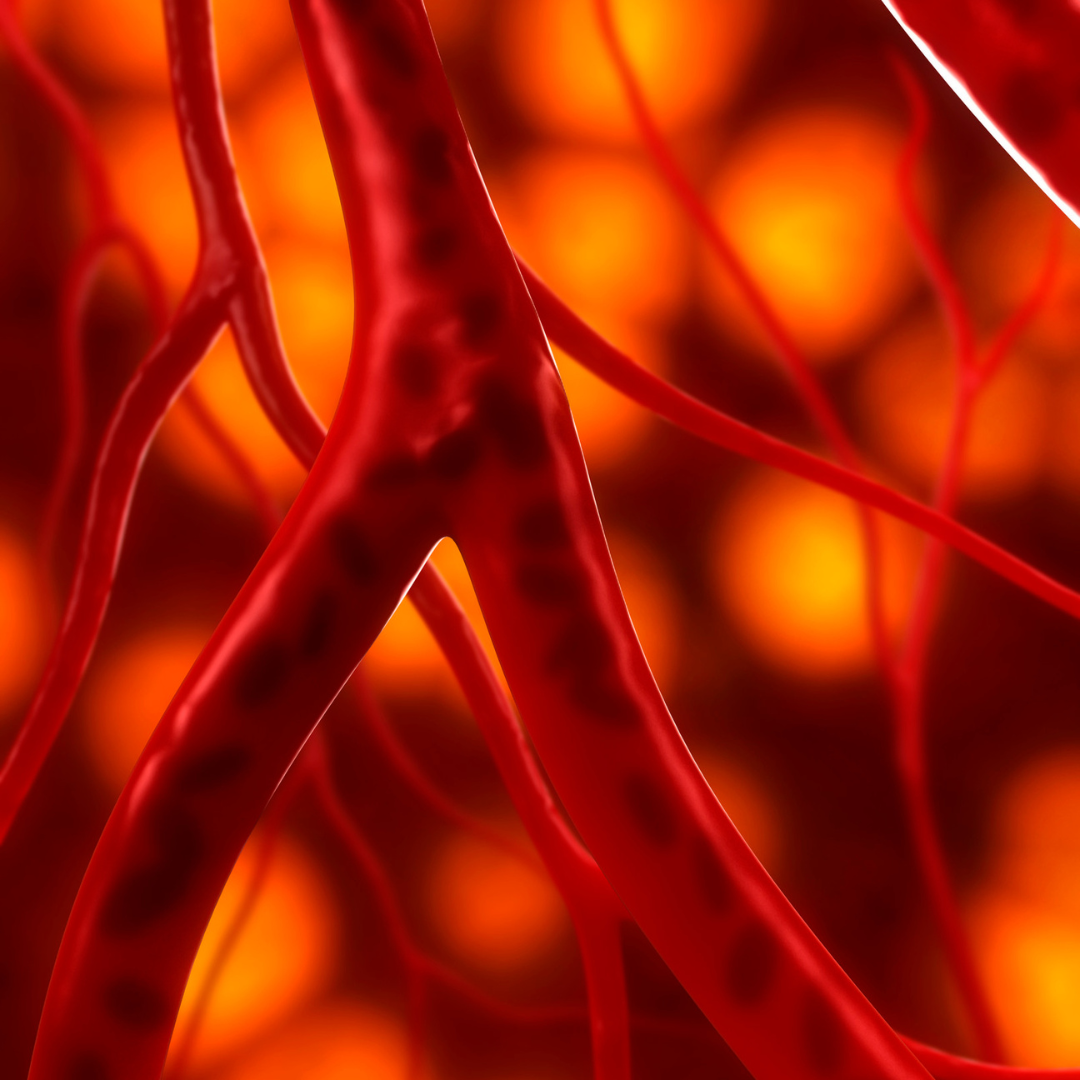 An illustration of red blood vessels representing improved blood circulation in the scalp due to red light therapy.