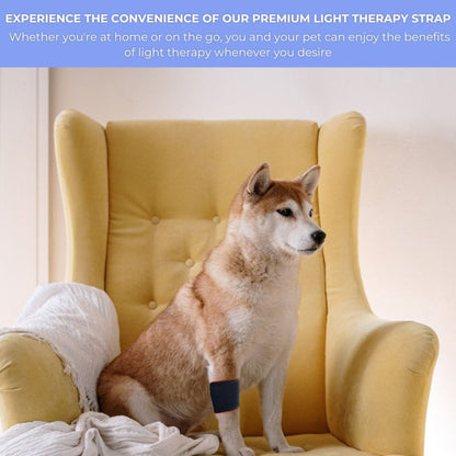 RLB BlinkRecover Red Light Therapy Strap used on a pet, demonstrating its versatility and pet-friendly design